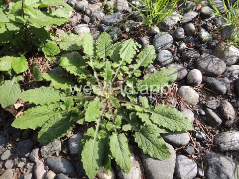nipplewort